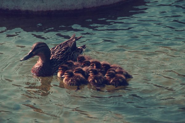 Altered photo of Ducks ducks-vintage