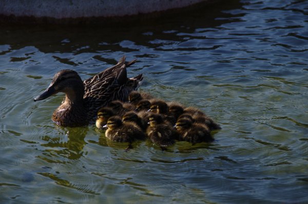 Photo of Ducks ducks